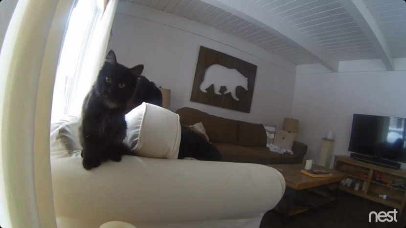 nest cam indoor - we were able to call pets with the nest cam's 2-way audio.