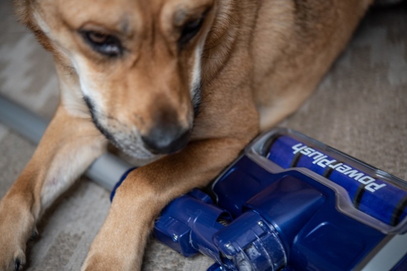 eureka powerplush - the powerplush isn't reliable for picking up pet hair on carpet.
