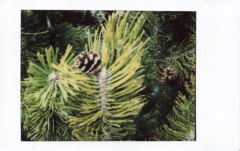 fujifilm instax mini 90 neo classic