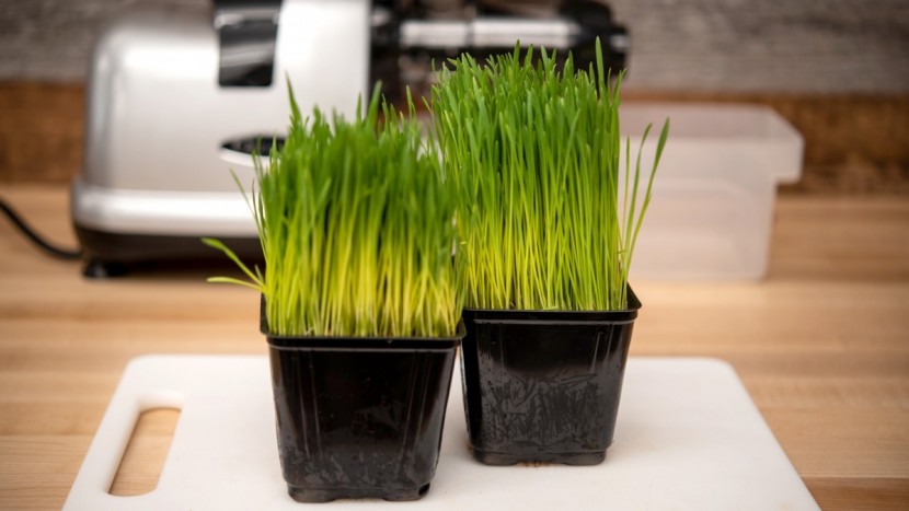 omega nutrition center - the omega nutrition center is one of the best at juicing leafy greens.