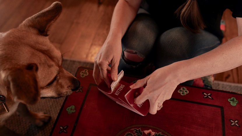 pacha the dog is very interested in the exploding kittens. shuffling...
