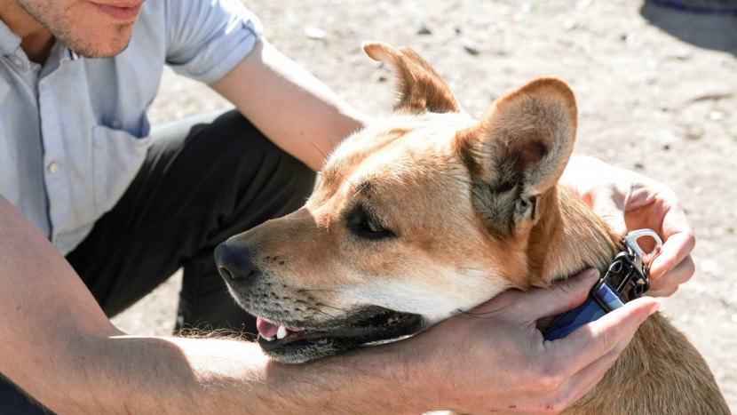 pacha patiently waiting for the hoopie's very easy to use snap...