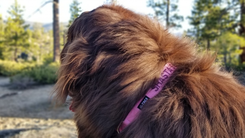 shasta showing off one of the many available color combinations of...