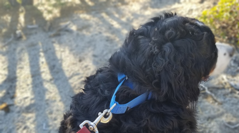 checking if this martingale collar helped curb pulling.
