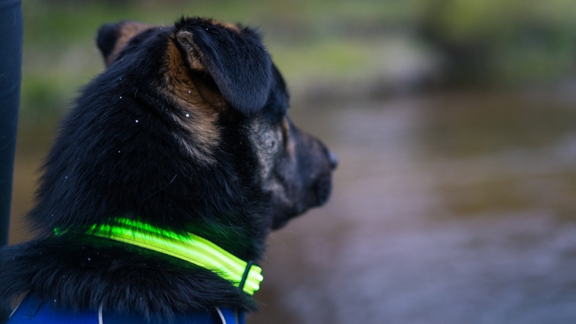 the illumiseen makes your dog much easier to see after the sun goes...