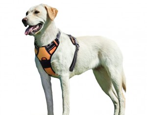 dog harness