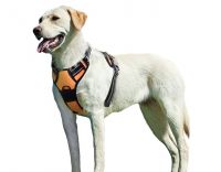 dog harness