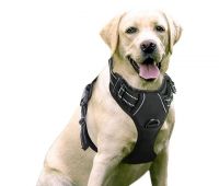 dog harness