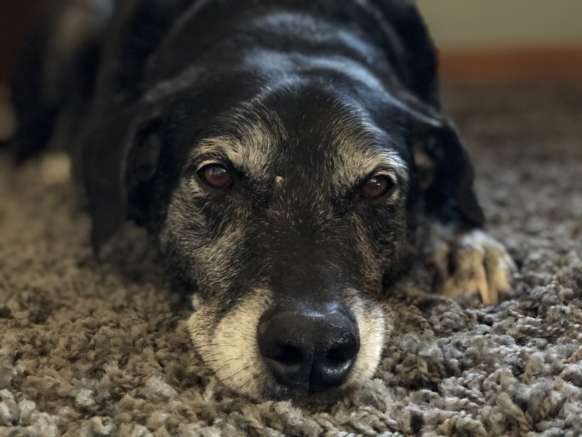 The Best Area Rug | Tested & Rated