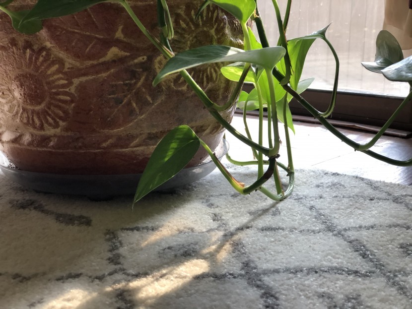 area rug - this moroccan style rug goes well with a huge variety of household...