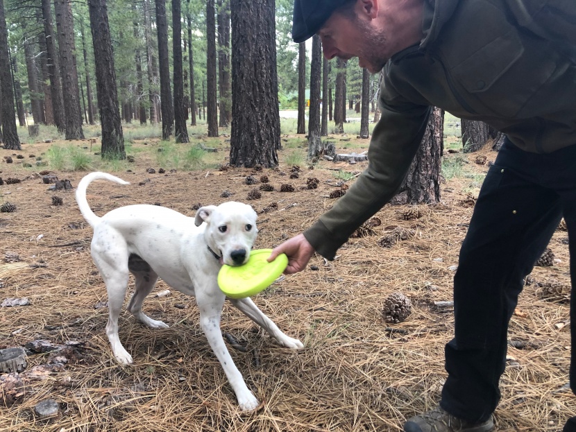 dog toy - the west paw zogoflex is made of durable rubber and is heavy enough...