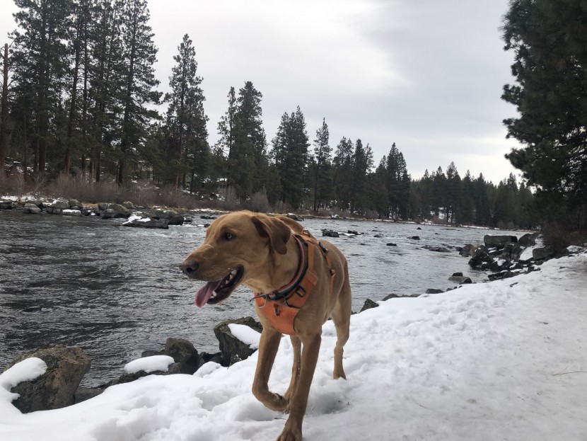 dog harness - rishi cruising the banks of the deschutes river outside of bend, or...