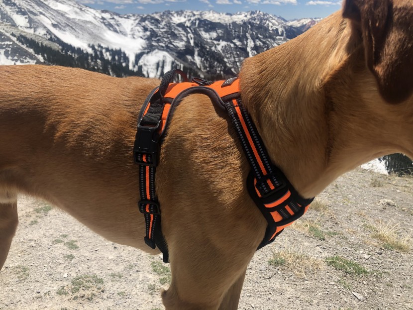 dog harness - the eagloo is an excellent harness for active dogs and big days. it...