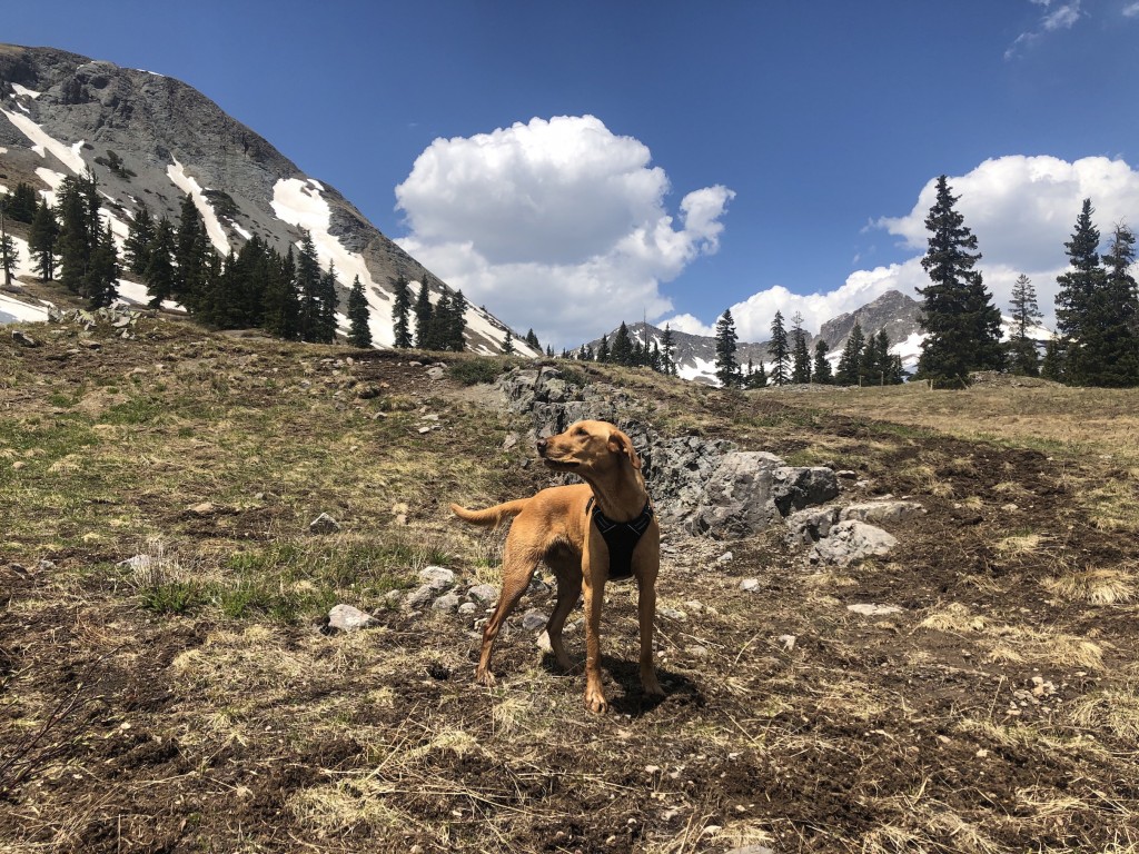 Summit All-Terrain Dog Harness