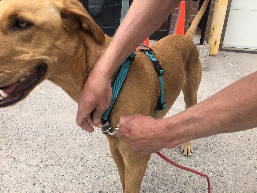 dog harness - harnesses with two clip-in points, such as the petsafe 3-in-1, with...