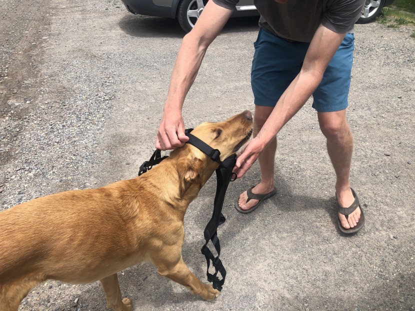 dog harness - oh, he hates it! rishi always dodges a harness when he sees one...