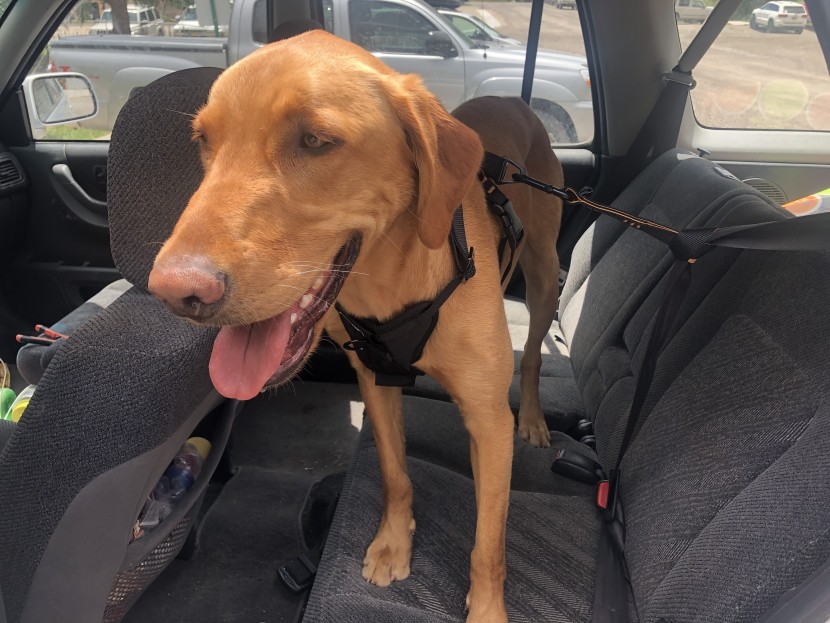 dog harness - the kurgo comes with a loop of webbing and carabiner for attaching...