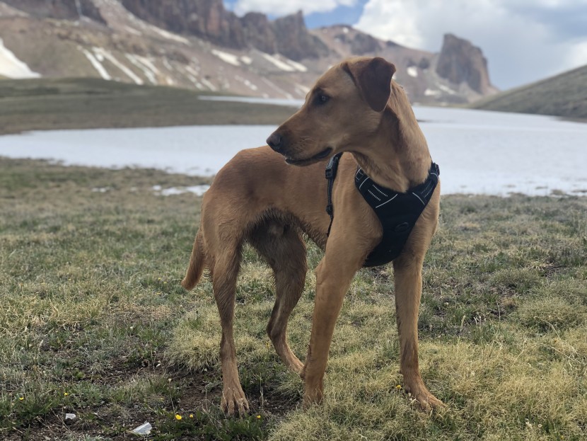 dog harness - the rabbitgoo no pull harness is a great option for active dogs and...