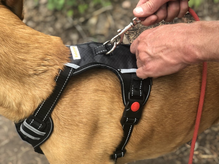 dog harness - the babylrtl oxfod no pull harness offers a great set of features...