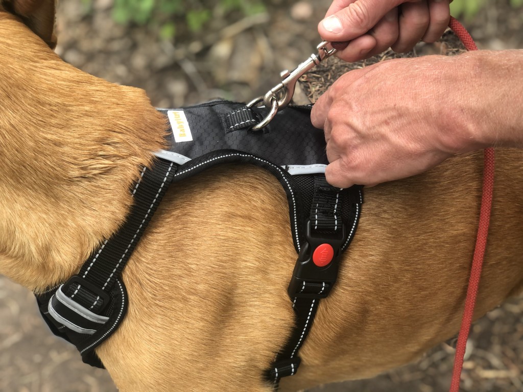 The 4 Best Dog Harnesses