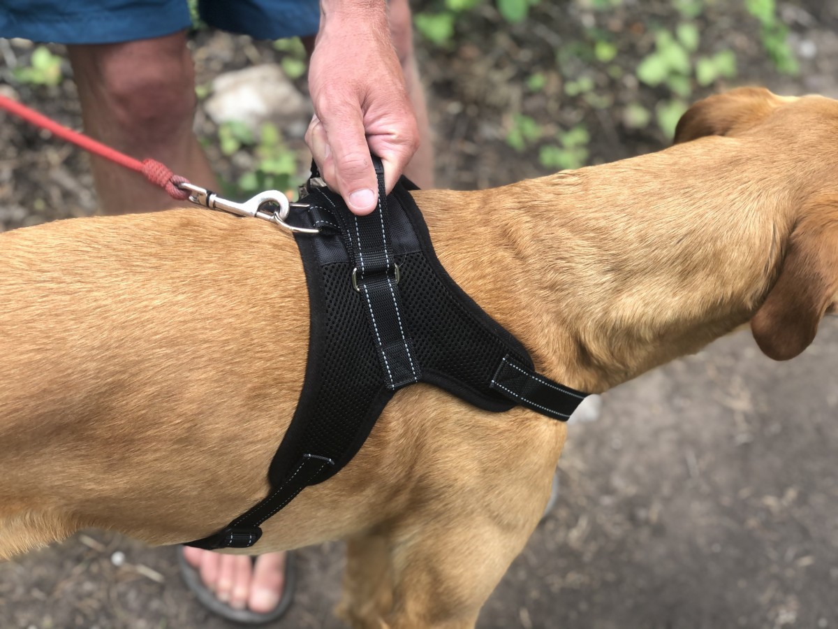 The 4 Best Dog Harnesses Of 2025 Tested Rated 455680 5799 XXL