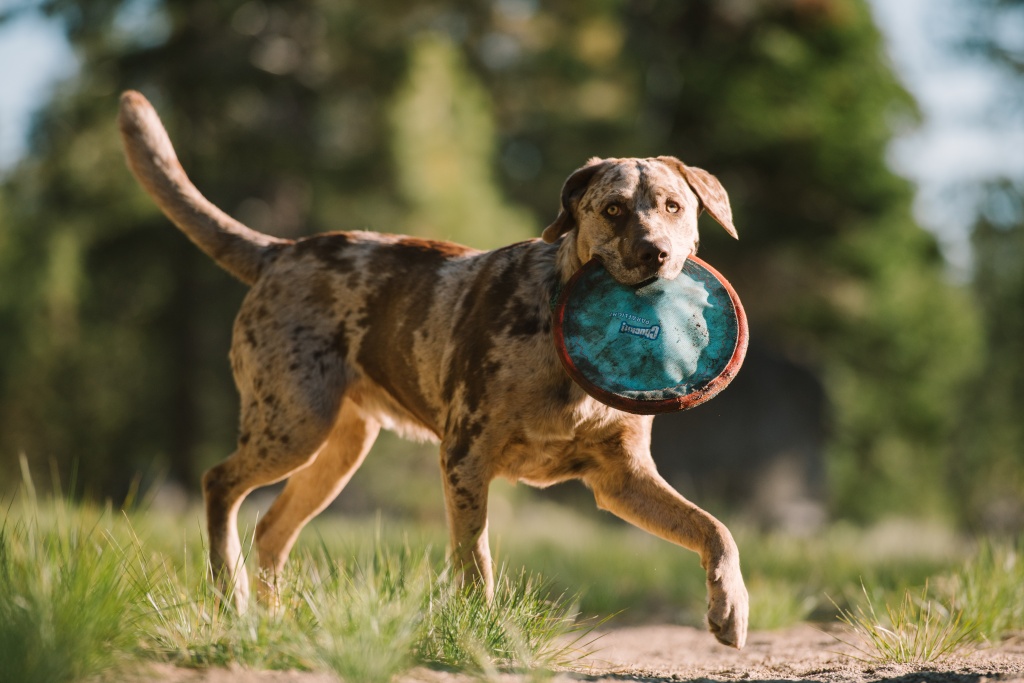 29 Best Interactive Dog Toys [2023 Reviews] in 2023