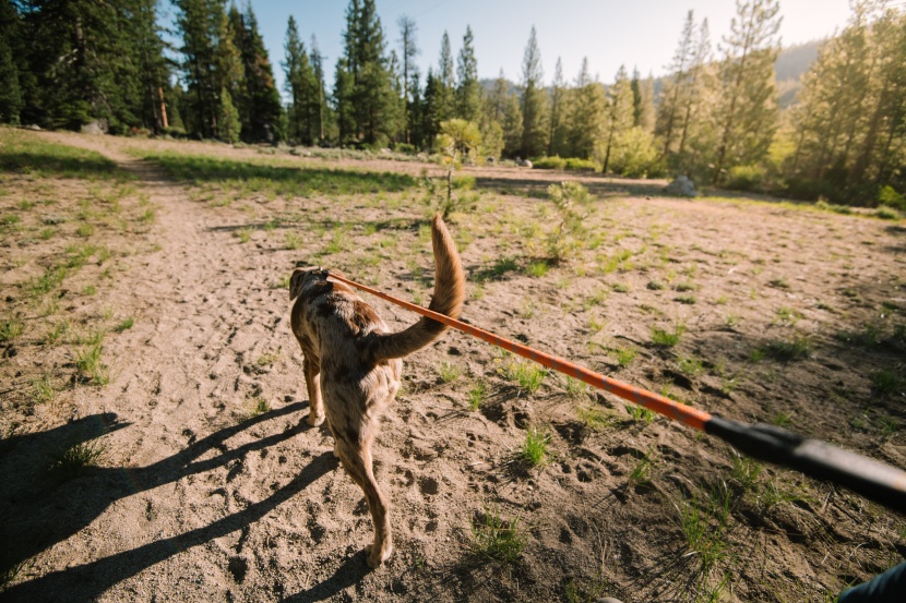 dog leash - although the knot-a-leash is only 5ft in length as opposed to most...