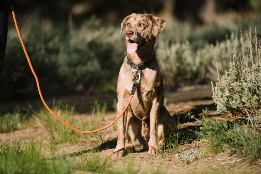 dog leash - the locking carabiner makes for an extra secure connection point and...