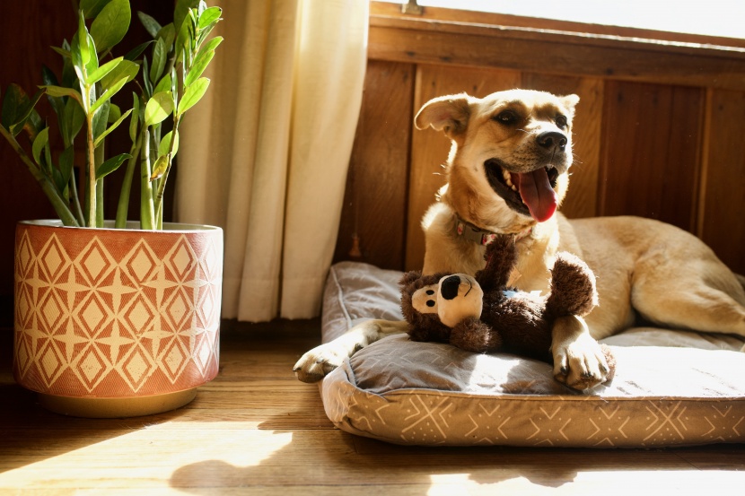 dog toy - most of our test dogs loved the wild knots bear, but some curious...