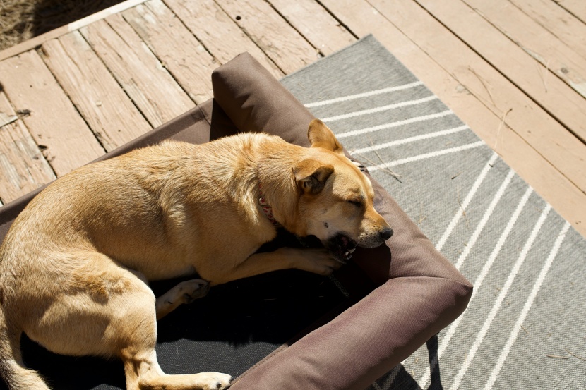 elevated dog bed - pacha nuzzling into the bolster of the k&amp;amp;h bed.