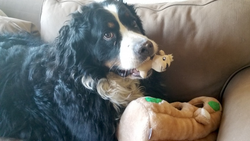 dog toy - the hide-a-squirrel is an adorable plush puzzle that satisfies the...