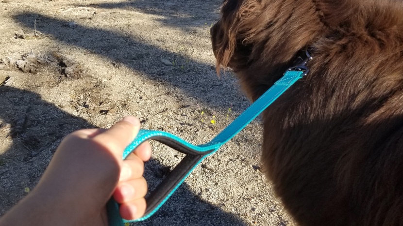 dog leash - it&#039;s easier to handle the squirrel-driven impulses of shasta, our...