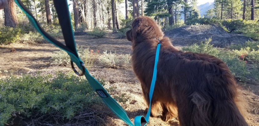 best dog leash for chewers