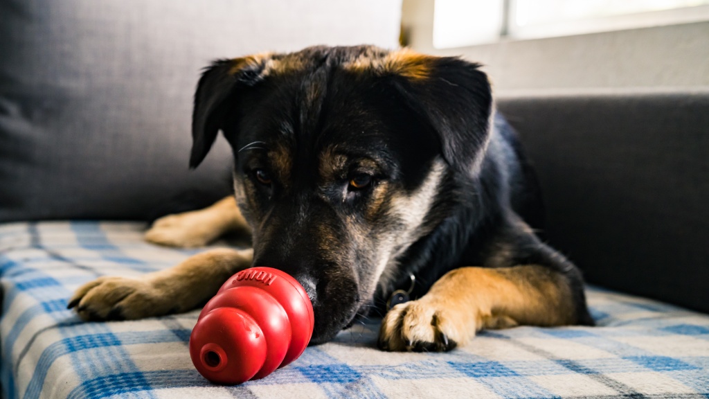7 best dog toys for puppies to keep them busy in 2023