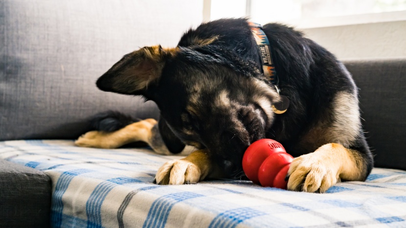 dog toy - the kong classic triples as a fetch toy, a chew toy, and a treat...