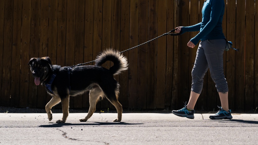 dog leash - bear put up no fight when asked to increase his daily walk frequency...