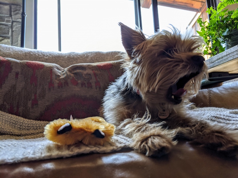 the skinny peltz trio is ideal for smaller dogs with smaller mouths.