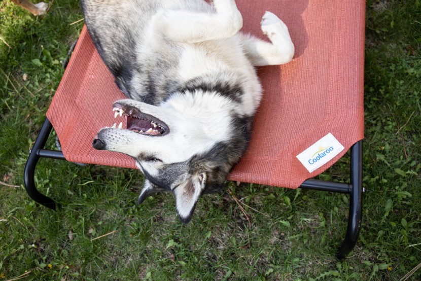 cali, one of our beloved huskies, dreaming and basking atop one of...