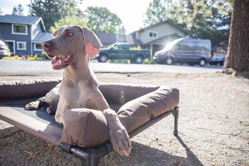 elevated dog bed - the k&amp;amp;h pet products original bolster pet cot makes nala one...