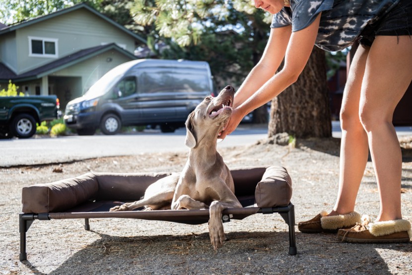 nala basking in pets and comfort in the k &amp; h bolster bed.