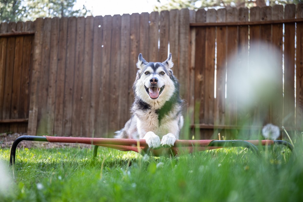 Best Elevated Dog Bed Review (Like many huskies, Cali is all in for a day's work, especially if it involves bed testing.)
