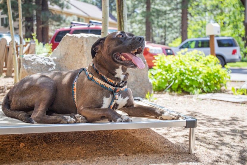 elevated dog bed - winnie cooling off on the k9 ballistics chew proof armored elevated...