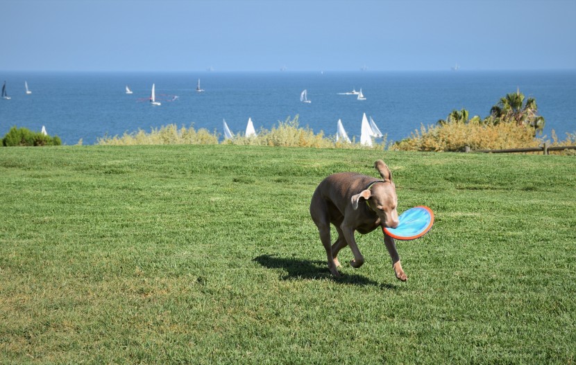 dog toy - the paraflight flyer is light and flexible, allowing it to glide...
