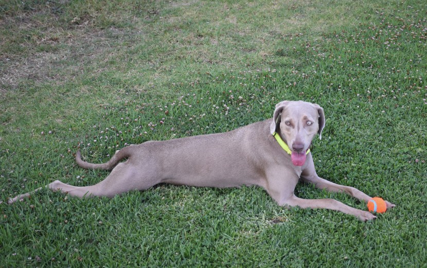 a tired dog is a good dog after playing fetch with the chuckit.