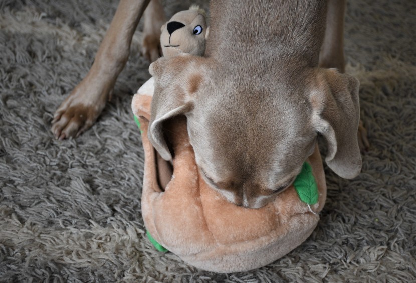 curious dogs love a challenge, like investigating the inner workings...