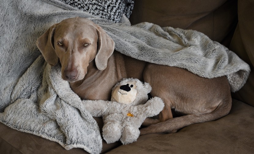 dog toy - the kong wild knots bear is more durable than some plush toys thanks...