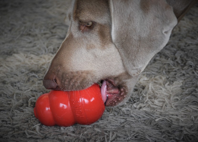 dog toy - the kong classic makes a great chew toy in addition to being a treat...