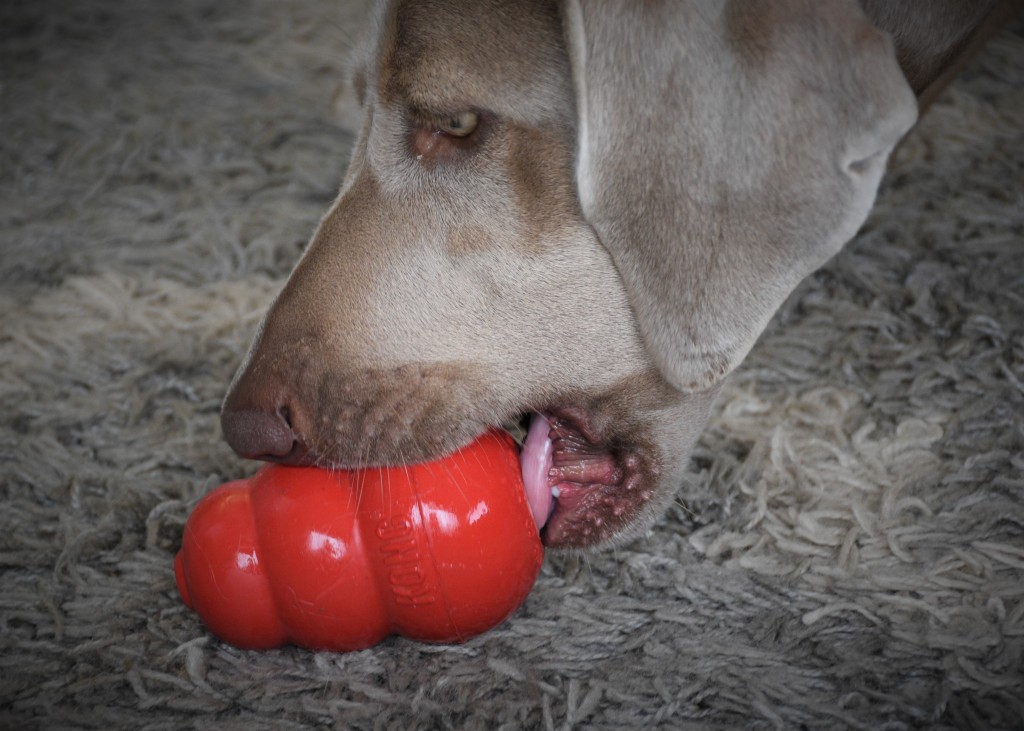Best Dog Toys for Your Dog's Personality – Dogster