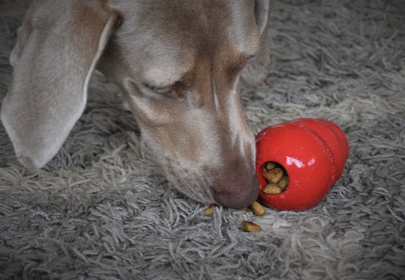 dog toy - stuffing the kong classic with treats, kibble, or peanut butter is a...