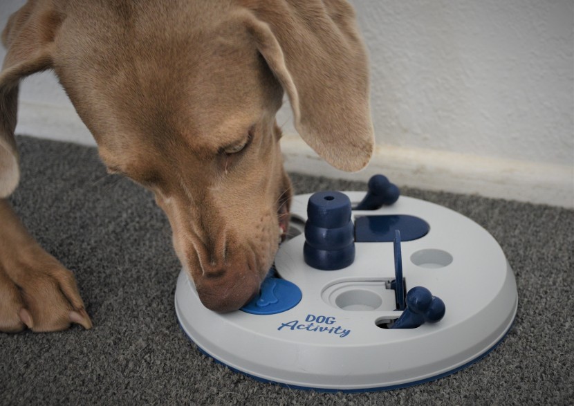 dog toy - trixie&#039;s flip board puzzle has three different types of challenges...
